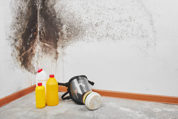 Best Basement Mold Remediation in Delta, UT