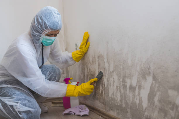 DIY Mold Remediation Support Services