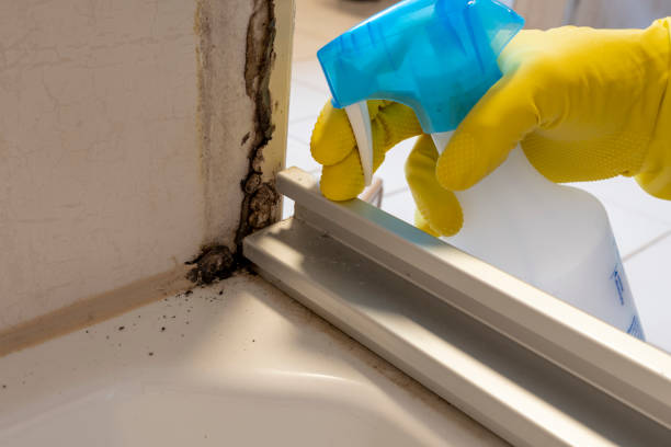 Trusted Delta, UT Mold Remediation Experts